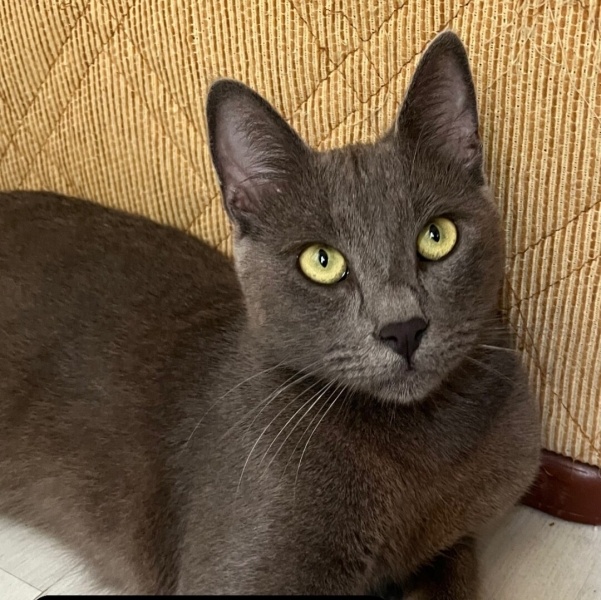 Tekir Kedi, Kedi  Yusuf fotoğrafı