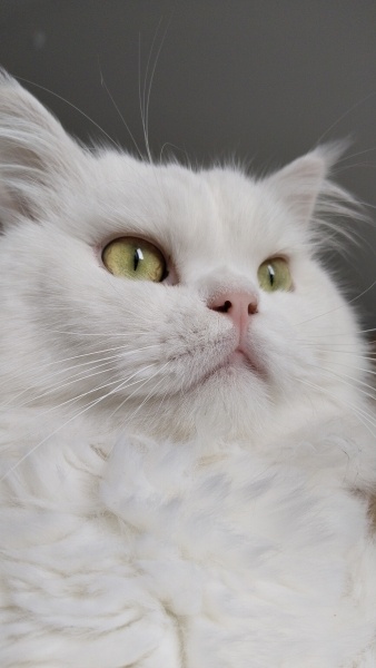 İran Kedisi (Persian), Kedi  Bulut fotoğrafı