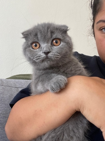 Scottish Fold, Kedi  Maya fotoğrafı