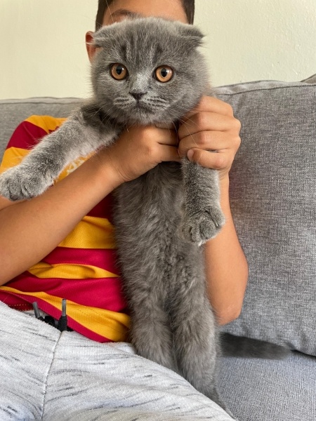Scottish Fold, Kedi  Maya fotoğrafı