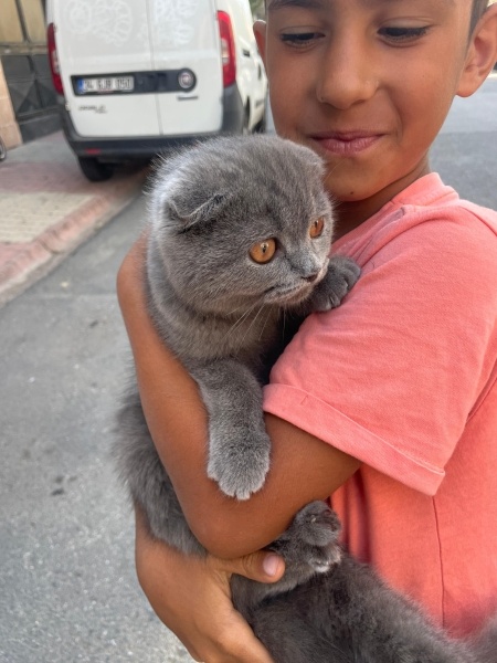 Scottish Fold, Kedi  Maya fotoğrafı