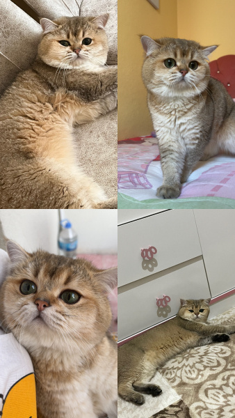 Scottish Fold, Kedi  Tarçın fotoğrafı