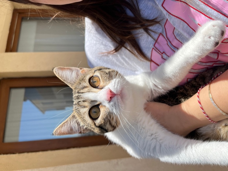 Tekir Kedi, Kedi  Cookie fotoğrafı
