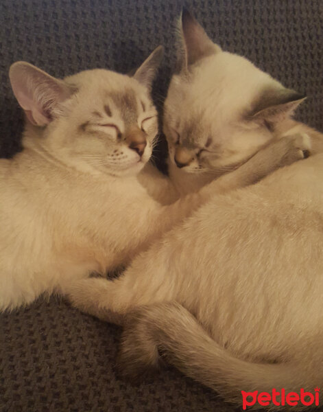 Siyam Kedisi, Kedi  Torunlar fotoğrafı