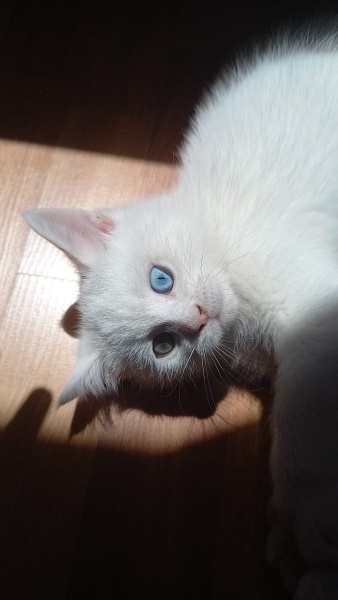 British Shorthair, Kedi  Luz fotoğrafı
