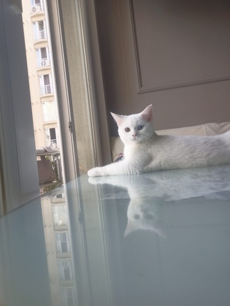 British Shorthair, Kedi  Luz fotoğrafı