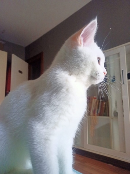 British Shorthair, Kedi  Luz fotoğrafı