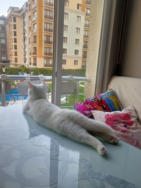 British Shorthair, Kedi  Luz fotoğrafı