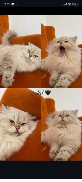 British Longhair, Kedi  Çakıl fotoğrafı