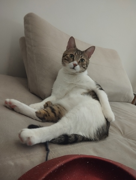Tekir Kedi, Kedi  Patik fotoğrafı