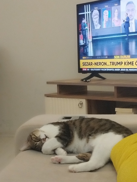 Tekir Kedi, Kedi  Patik fotoğrafı