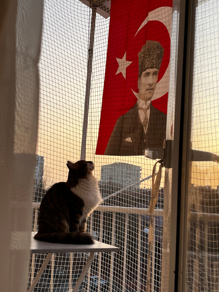 Tekir Kedi, Kedi  Balım fotoğrafı