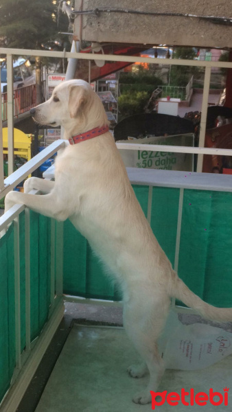 Golden Retriever, Köpek  Lusy fotoğrafı