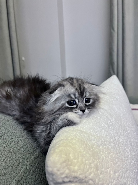 Scottish Fold, Kedi  Balım fotoğrafı