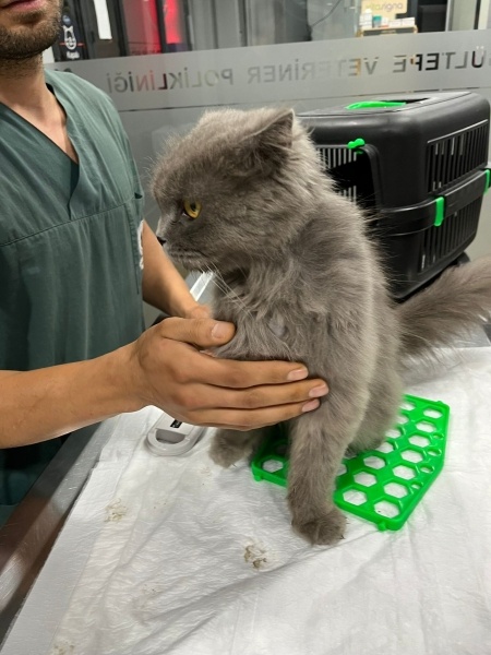British Shorthair, Kedi  ŞANS fotoğrafı