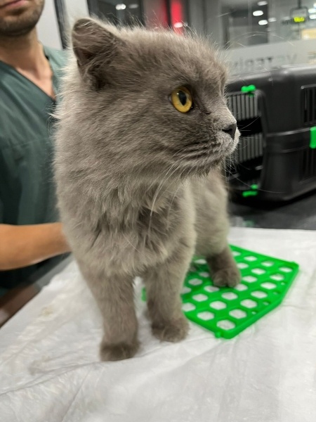 British Shorthair, Kedi  ŞANS fotoğrafı