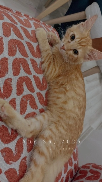Sarman, Kedi  omlet fotoğrafı