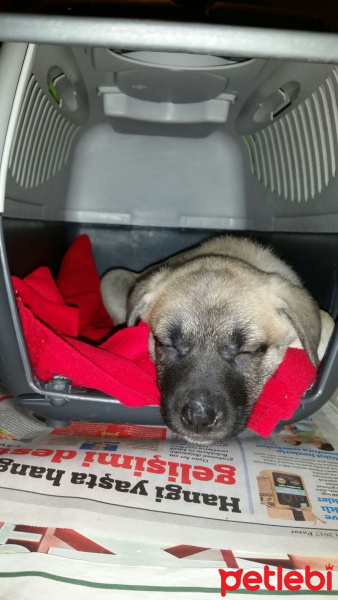 Kangal, Köpek  fıstık fotoğrafı