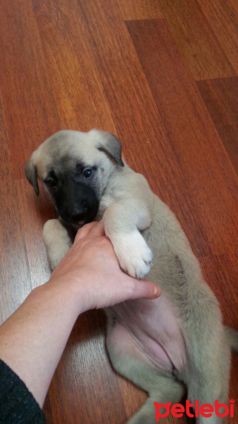 Kangal, Köpek  fıstık fotoğrafı
