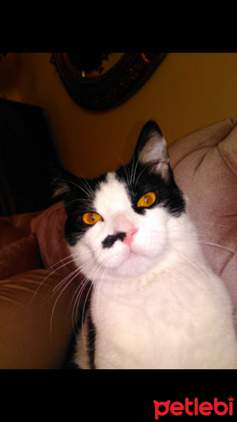 Tuxedo (Smokin) Kedi, Kedi  Alaska fotoğrafı