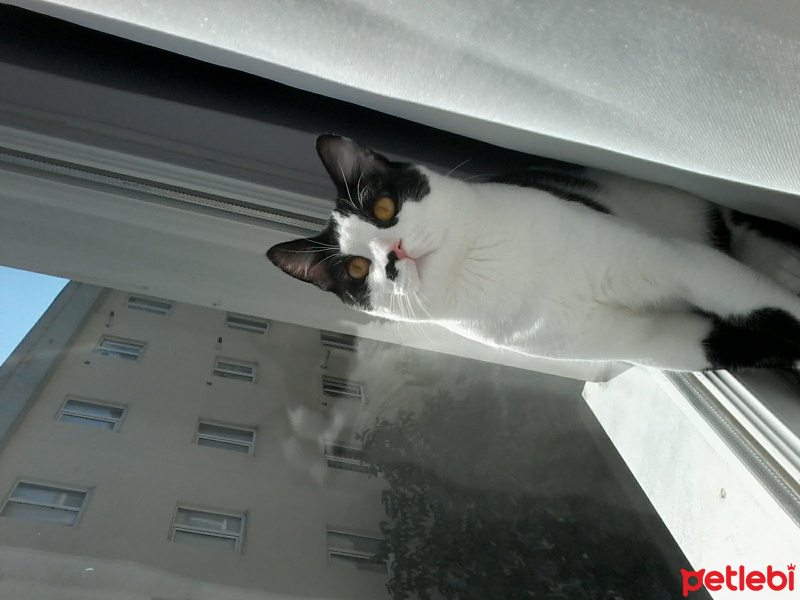 Tuxedo (Smokin) Kedi, Kedi  Alaska fotoğrafı