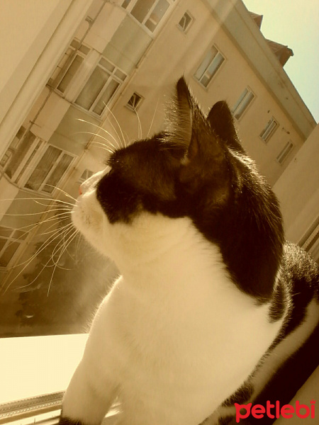 Tuxedo (Smokin) Kedi, Kedi  Alaska fotoğrafı