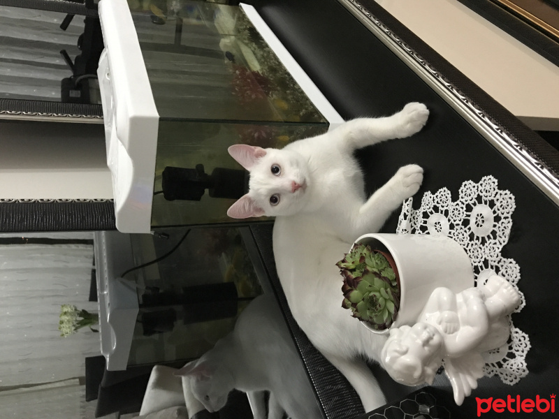 Van Kedisi, Kedi  Kartopu fotoğrafı