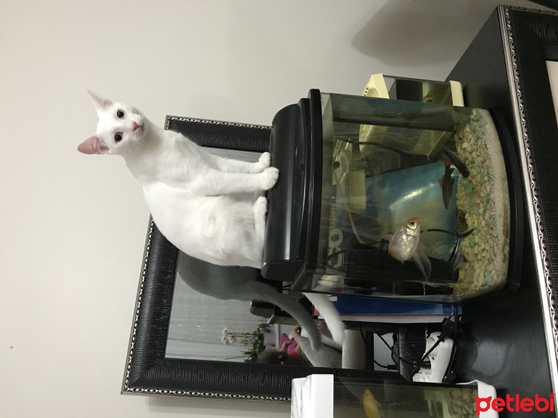 Van Kedisi, Kedi  Kartopu fotoğrafı