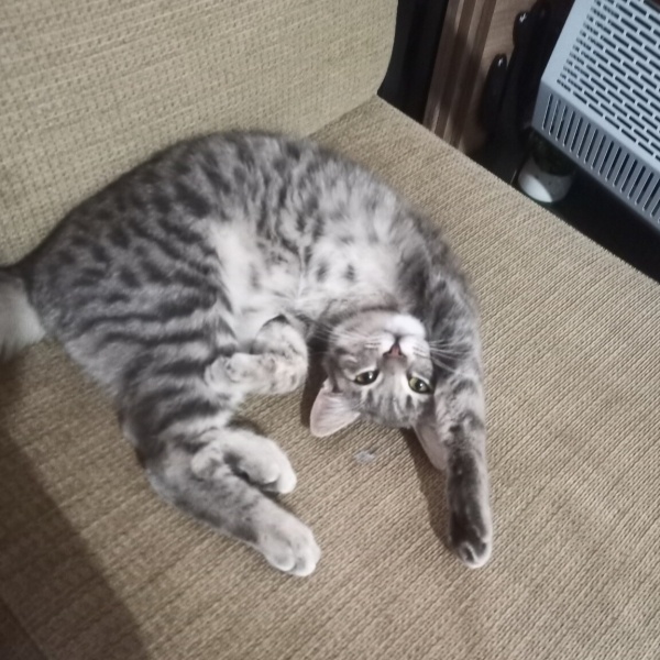 Tekir Kedi, Kedi  Mestan fotoğrafı
