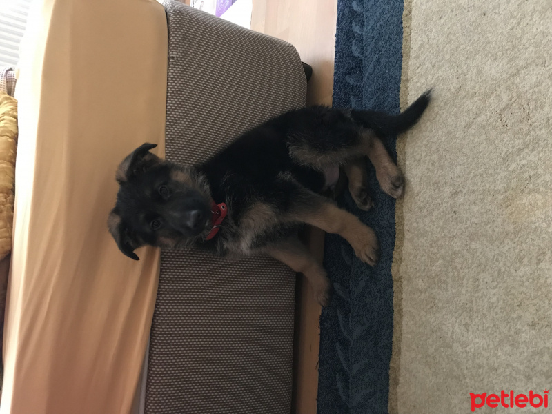 Alman Çoban Köpeği, Köpek  Çömez fotoğrafı