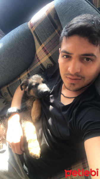 Alman Çoban Köpeği, Köpek  Çömez fotoğrafı