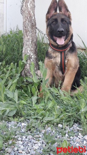 Alman Çoban Köpeği, Köpek  Çömez fotoğrafı
