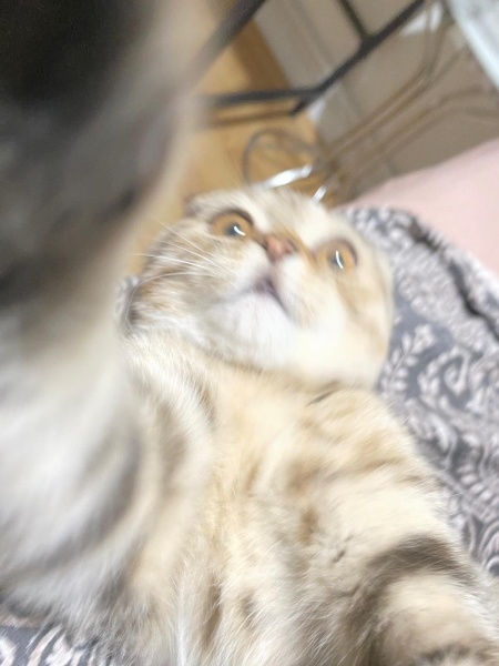 Scottish Fold, Kedi  Loki fotoğrafı