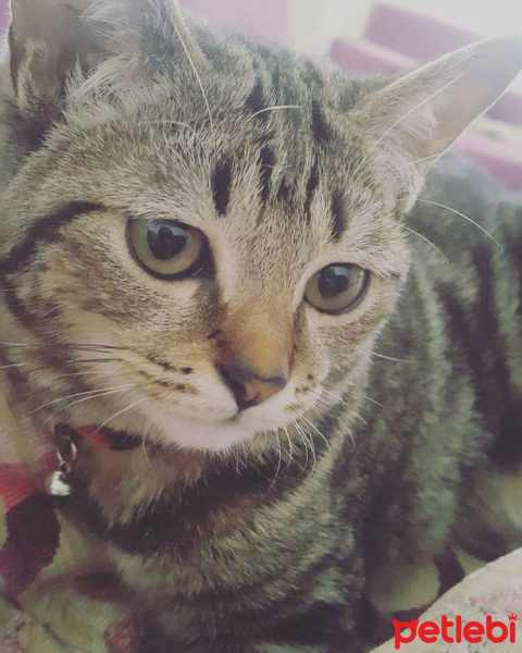 Tekir Kedi, Kedi  Duman fotoğrafı