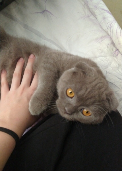 Scottish Fold, Kedi  Gölge fotoğrafı