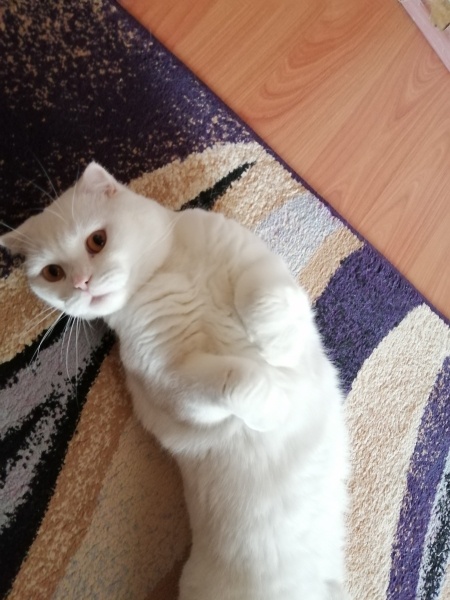 British Shorthair, Kedi  Bulut fotoğrafı