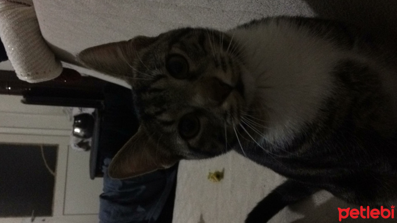 Bengal, Kedi  Şakir fotoğrafı