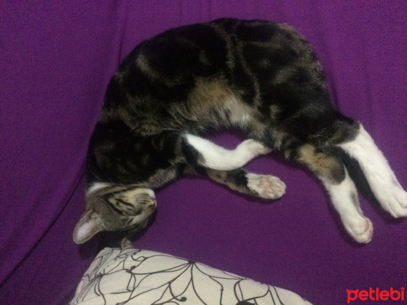 Bengal, Kedi  Şakir fotoğrafı