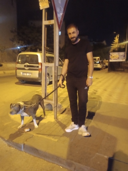 Napoliten Mastiff, Köpek  Fisun fotoğrafı