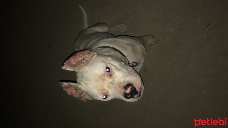 Dogo Arjantin, Köpek  Logan  fotoğrafı