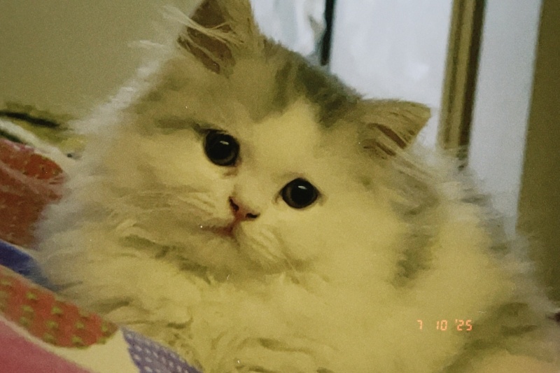 İran Kedisi (Persian), Kedi  tofu fotoğrafı
