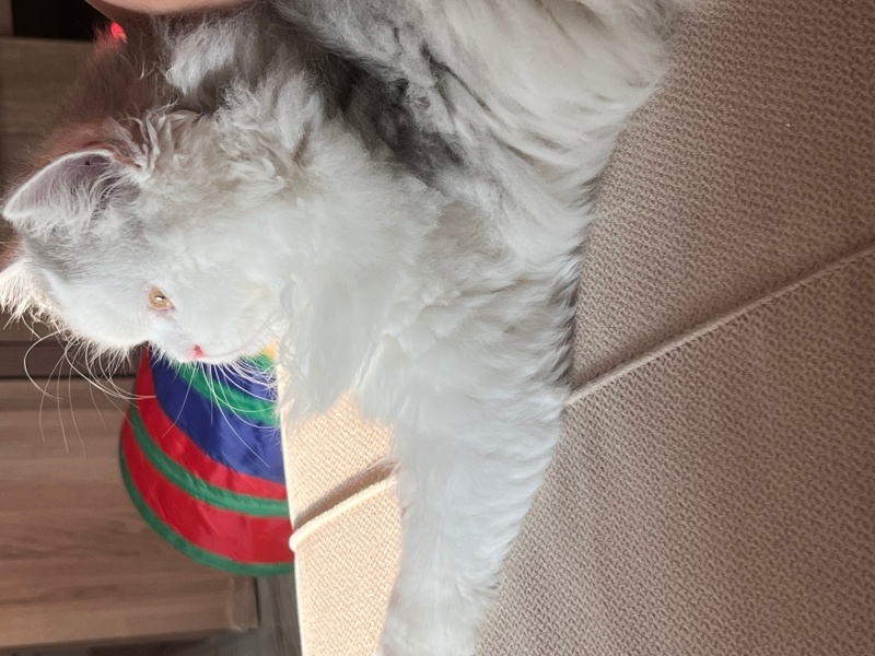İran Kedisi (Persian), Kedi  tofu fotoğrafı