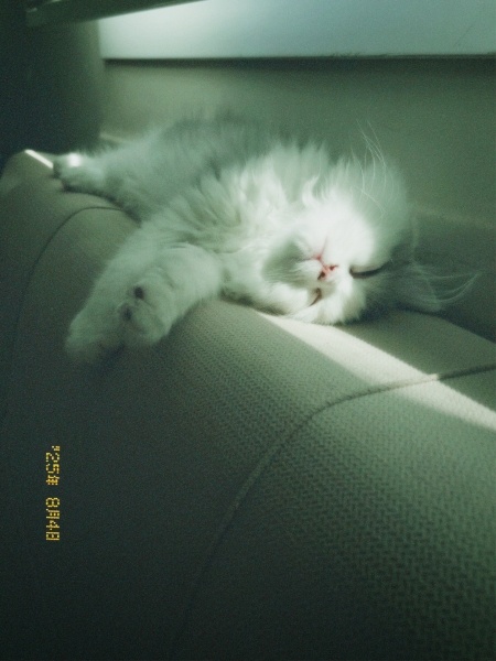 İran Kedisi (Persian), Kedi  tofu fotoğrafı