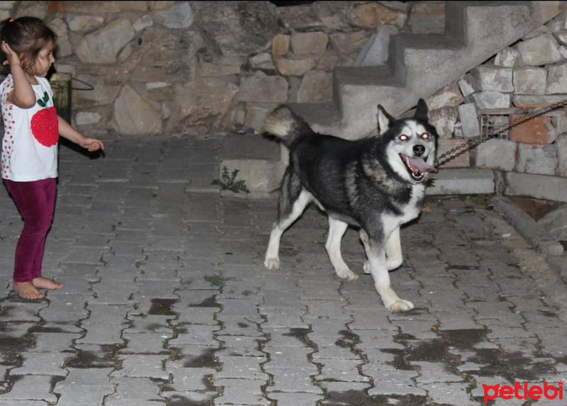 Sibirya Kurdu (Husky), Köpek  Putin fotoğrafı