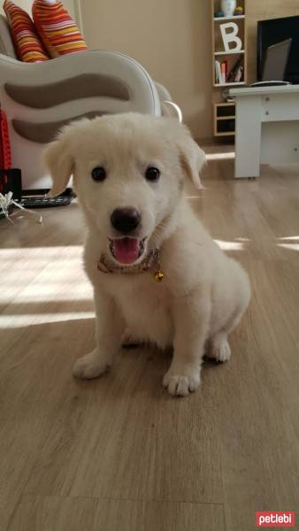 Golden Retriever, Köpek  linda fotoğrafı