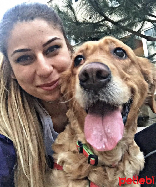 Golden Retriever, Köpek  Tarçın fotoğrafı