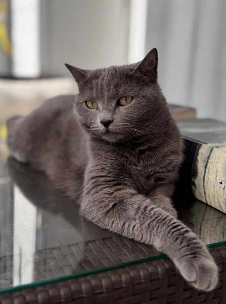 British Shorthair, Kedi  Murphy fotoğrafı