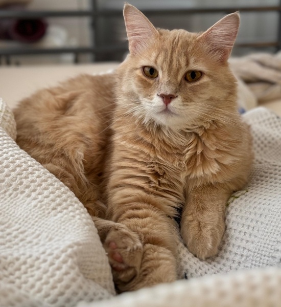 Tekir Kedi, Kedi  Wilson fotoğrafı