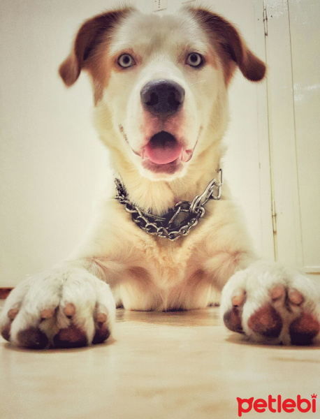 Sibirya Kurdu (Husky), Köpek  İce fotoğrafı