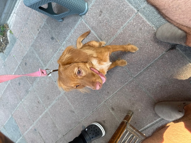 Amerikan Yerli Köpeği, Köpek  Luna fotoğrafı